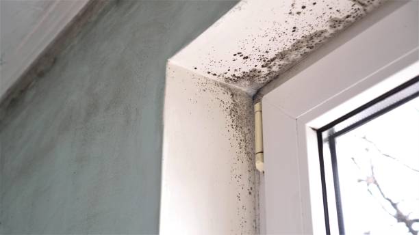 Best Air Quality Testing for Mold Spores  in Pottsgrove, PA